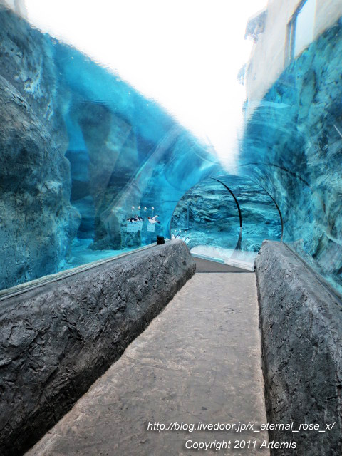 18.11.22.18 旭山動物園  (7)