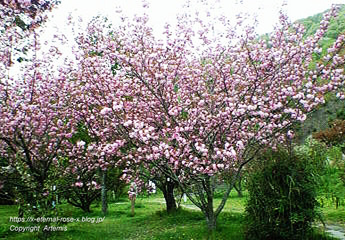 11.4.27 宗堂桜  (17)