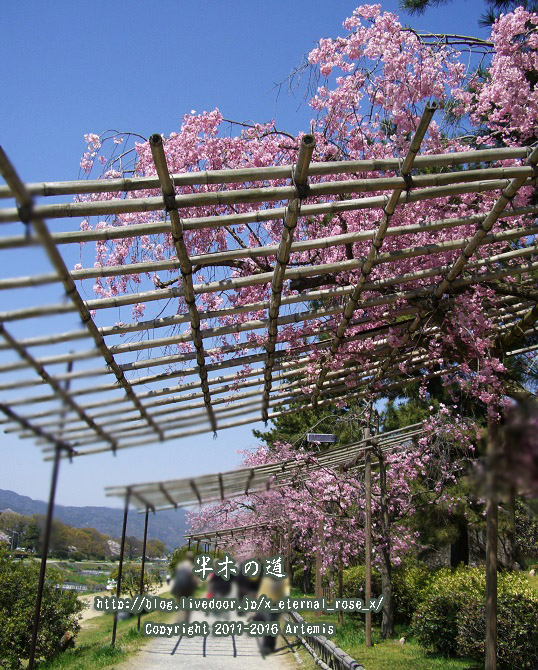 1 京都府立植物園 (2)