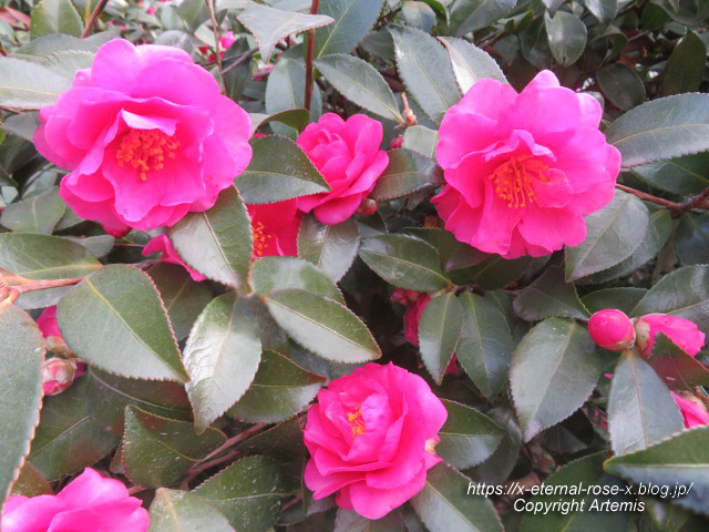 23.1.1 岡山後楽園 (33)