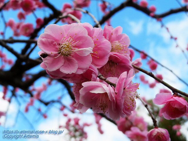 23.3.2.1  長岡天満宮  (37)