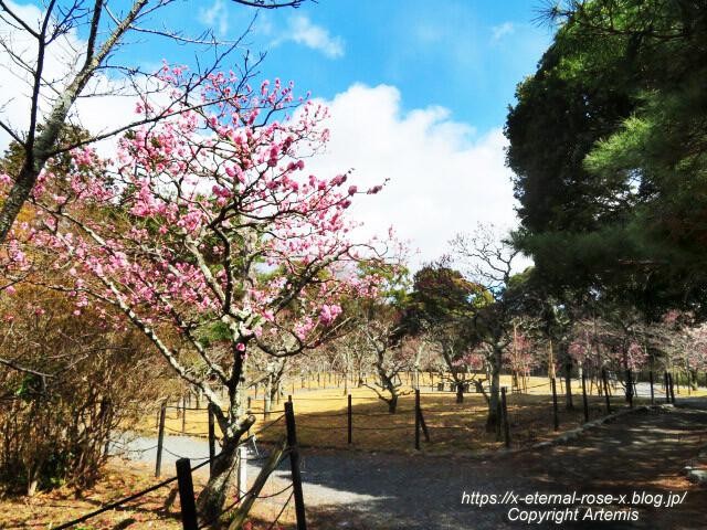 23.3.2.3 長岡公園 梅園 (9)