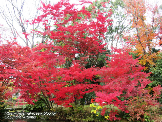 19.11.241 京都府立植物園 (70)