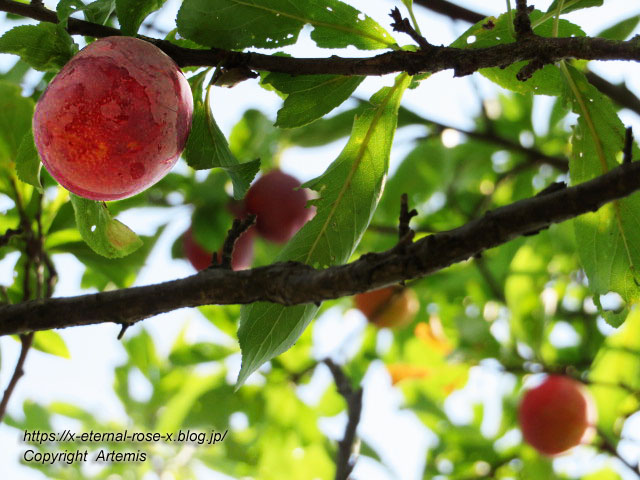 19.7.6.5 妙福寺観音院 (7)