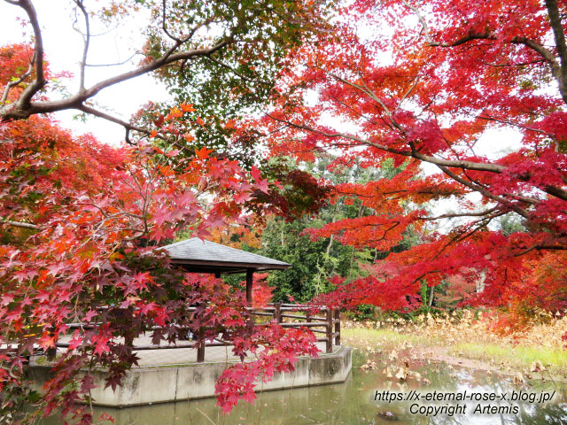 19.11.241 京都府立植物園 (62)