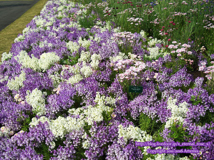 27 おかやま花だより  (17)