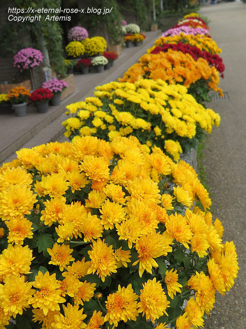 19.11.241 京都府立植物園 (123)