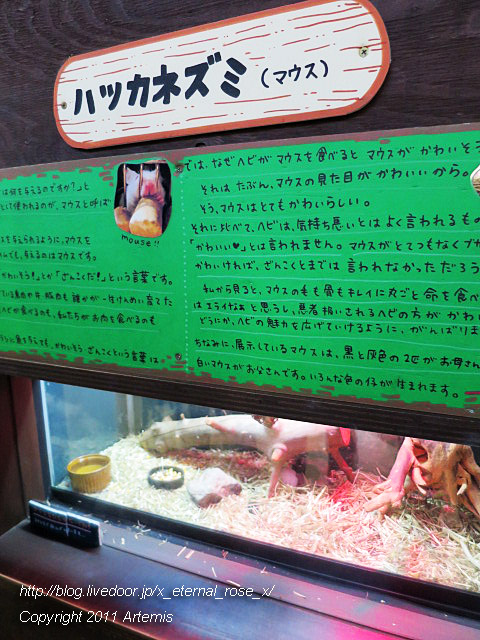 18.11.22.9 旭山動物園 両生類は虫類舎 (10)