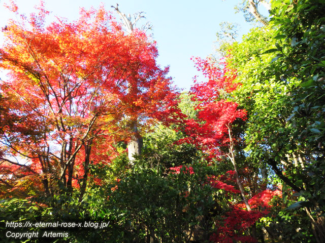19.11.23.7 妙心寺 退蔵院  (85)
