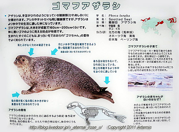 旭川市旭山動物園 あざらし館 屋外放飼場 オジロワシ ゴマフアザラシ オオセグロカモメ ホッキョクグマ 18 Eternal Rose エターナルローズ