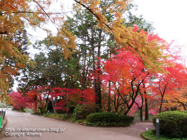 19.11.241 京都府立植物園 (186)