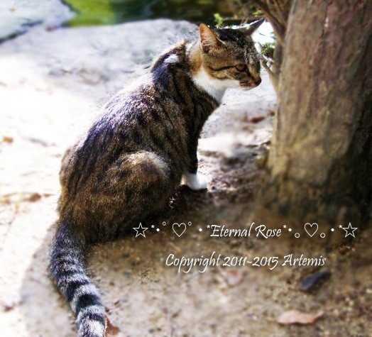 21 吉備津神社  (16)