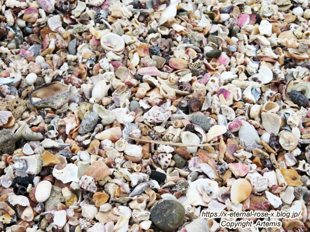 20.11.1.2 青島  (24)