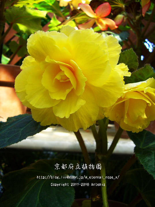 1 京都府立植物園 (66)