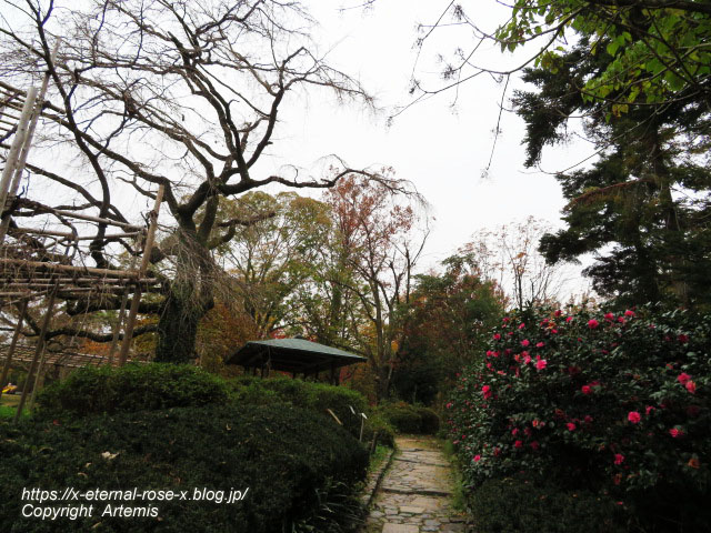 19.11.241 京都府立植物園 (177)