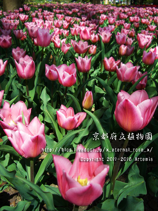 1 京都府立植物園 (52)