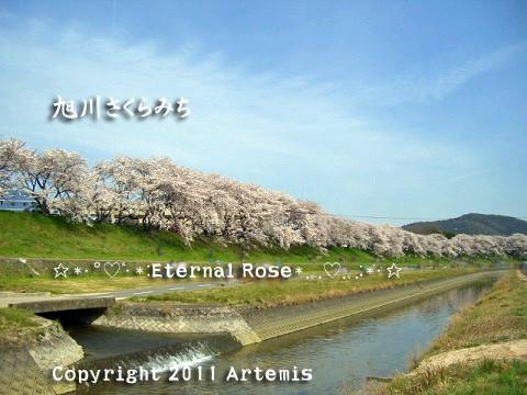 岡山城と旭川さくらみち 旭川河川敷 no 1 Eternal Rose エターナルローズ