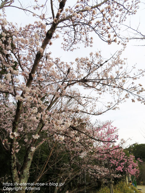 22.3.30.5 長岡公園  (31)