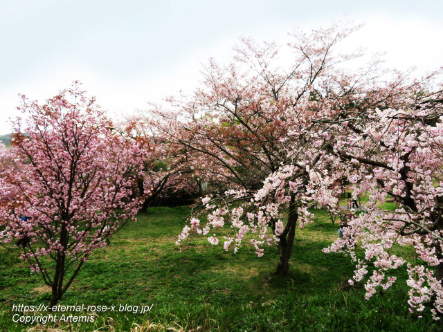 23.4.5 宗堂桜 (100)