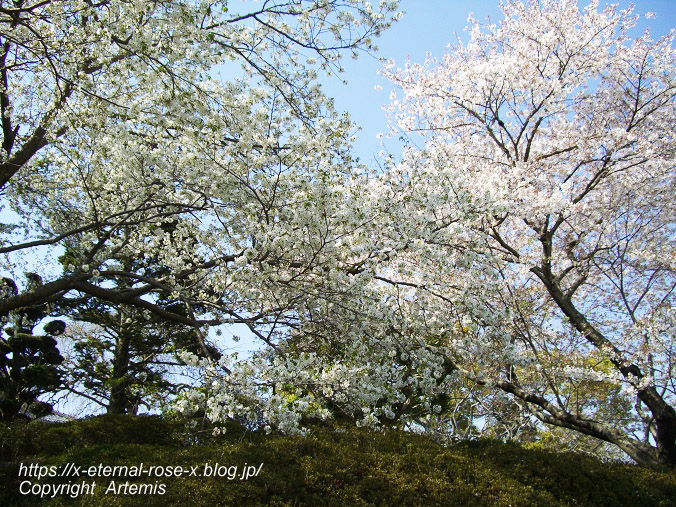 11.4.14.1 半田山植物園  (133)