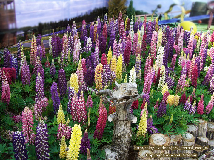 27 おかやま花だより  (44)