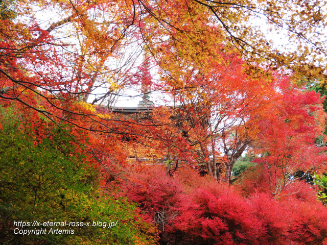 19.11.27 高雄 神護寺  (126)