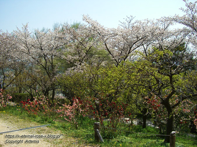 11.4.14.1 半田山植物園  (78)