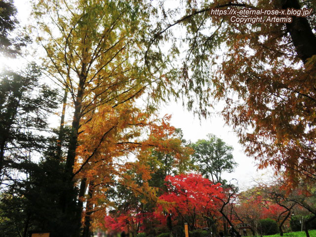 19.11.241 京都府立植物園 (14)