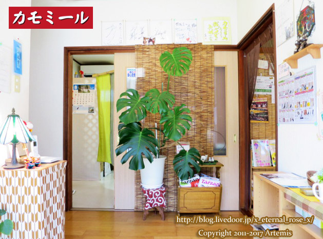 19 カモミール (13)