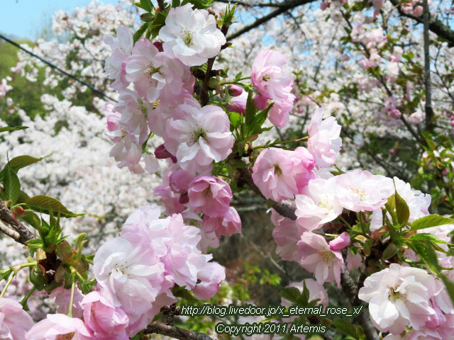 20.4.8 宗堂桜  (27)