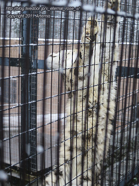 18.11.22.15 旭山動物園  (28)