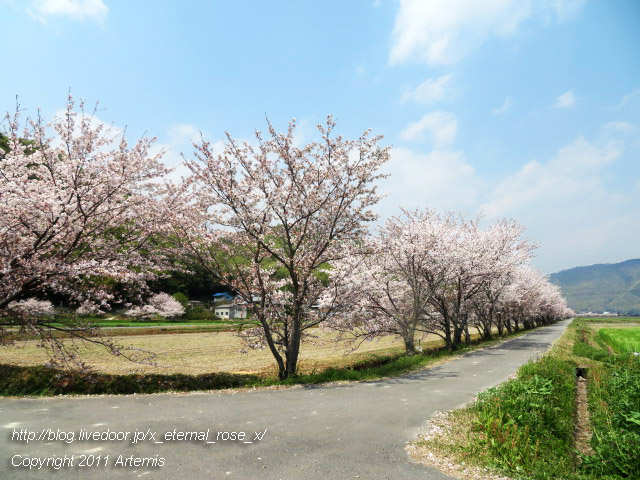 20.4.8.3 瀬戸町大内 桜  (8)