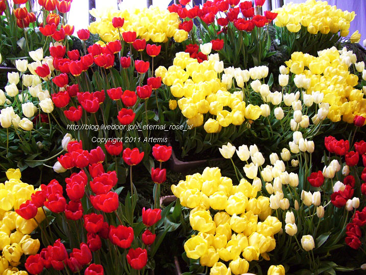 10.4.18 チューリップ四季彩館  (18)