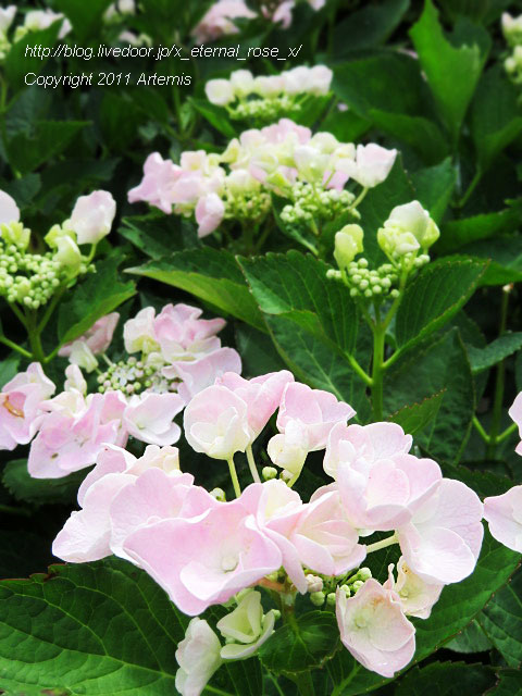 19.6.29 四列穴門  (20)