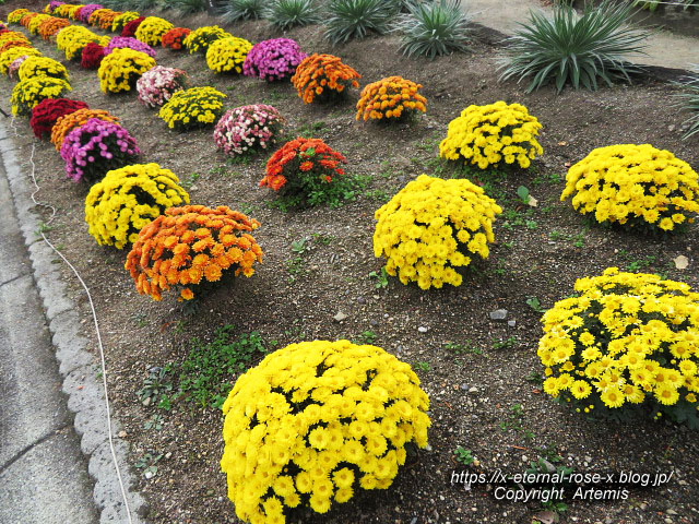 19.11.241 京都府立植物園 (7)