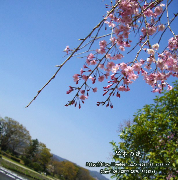 1 京都府立植物園 (4)