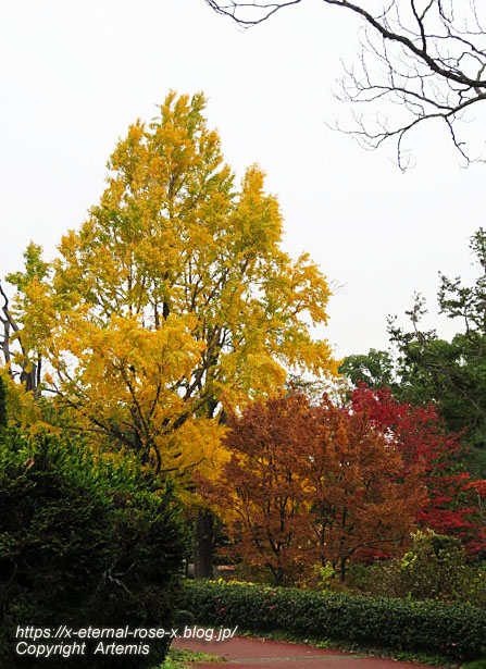 19.11.241 京都府立植物園 (161)