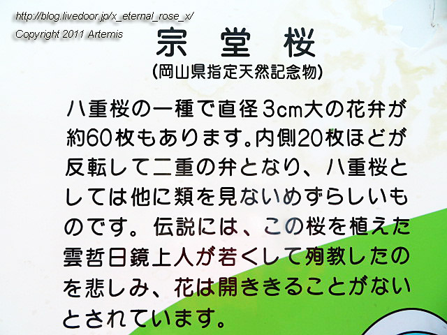 20.4.8 宗堂桜  (6)
