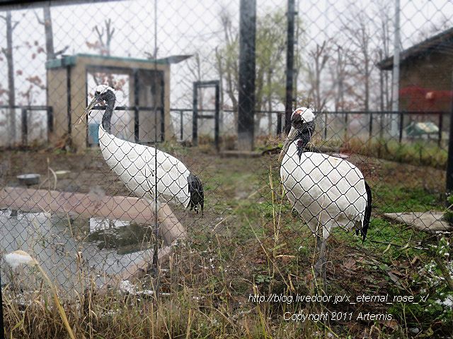 18.11.22.8 丹頂  (12)