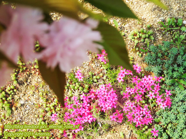 20.4.8 宗堂桜 (58)