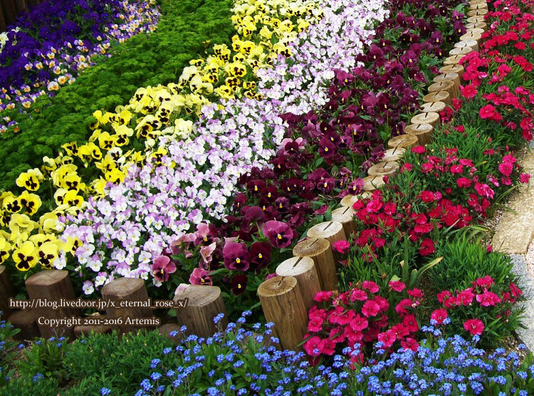 27 おかやま花だより  (8)