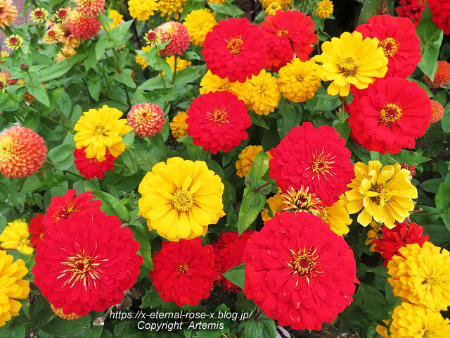 19.11.241 京都府立植物園 (142)