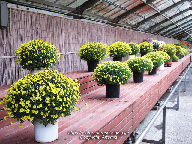 19.11.241 京都府立植物園 (190)