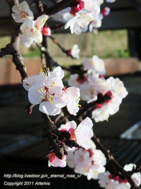 20.3.19.4 京福電鉄嵐山駅 (17)