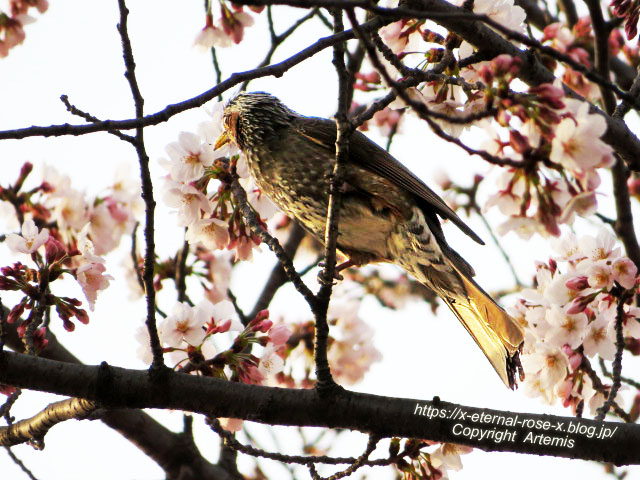 22.3.30.7 八条ケ池 長岡天満宮  (18)
