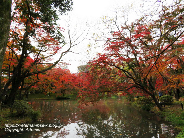 19.11.241 京都府立植物園 (47)