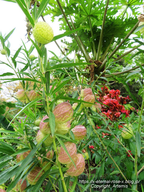 19.11.241 京都府立植物園 (102)
