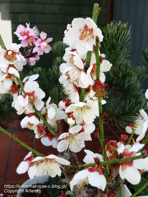 23.3.7.3 ダイニングキッチンみやこ (6)