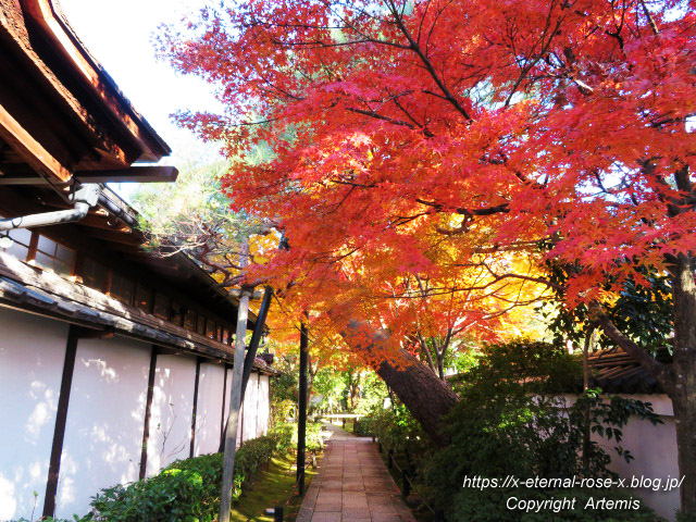 19.11.23.7 妙心寺 退蔵院  (15)