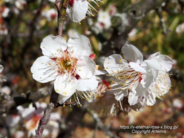 23.3.2.3 長岡公園 梅園 (29)